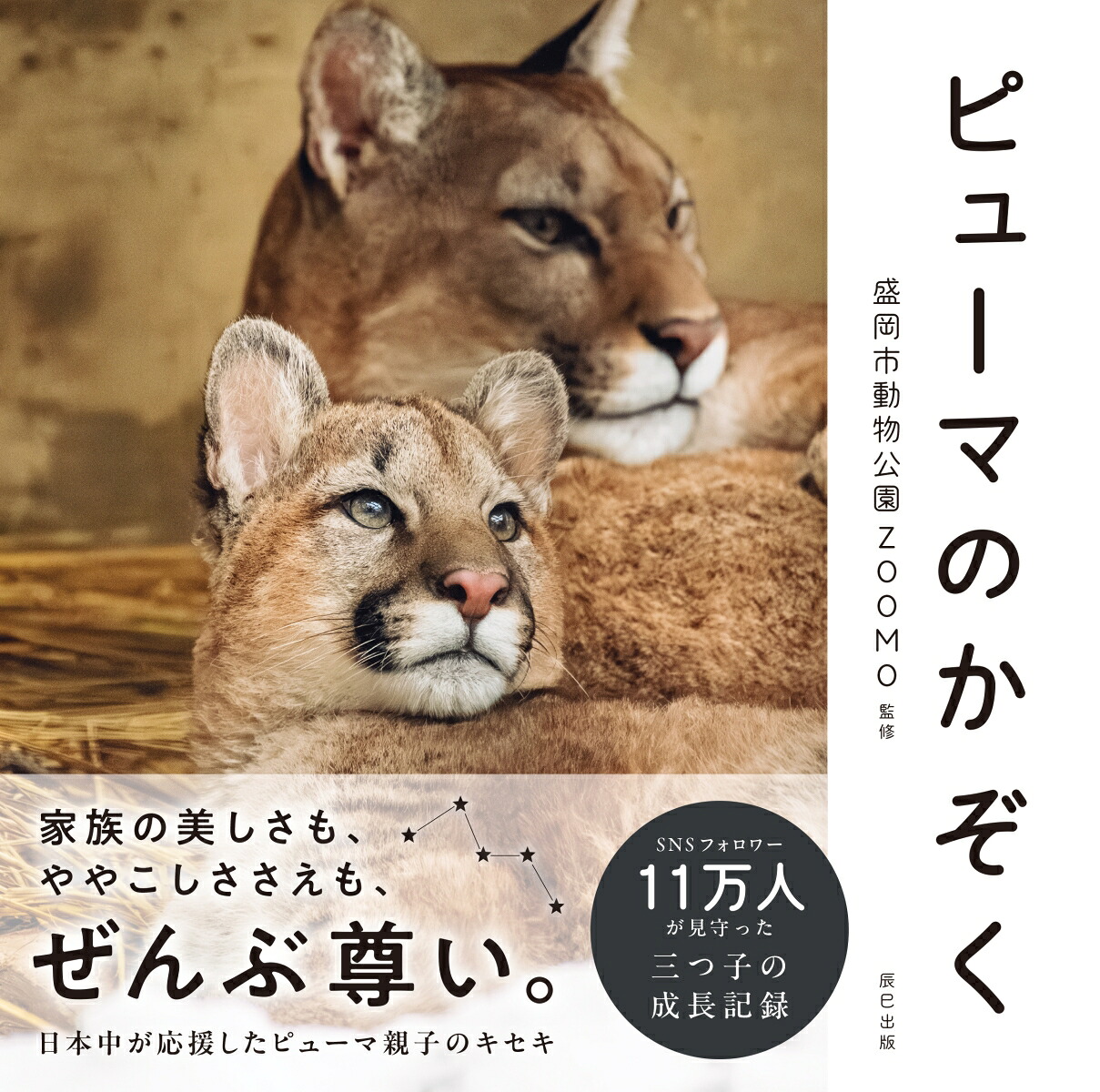 ピューマのかぞく[盛岡市動物公園ZOOMO]