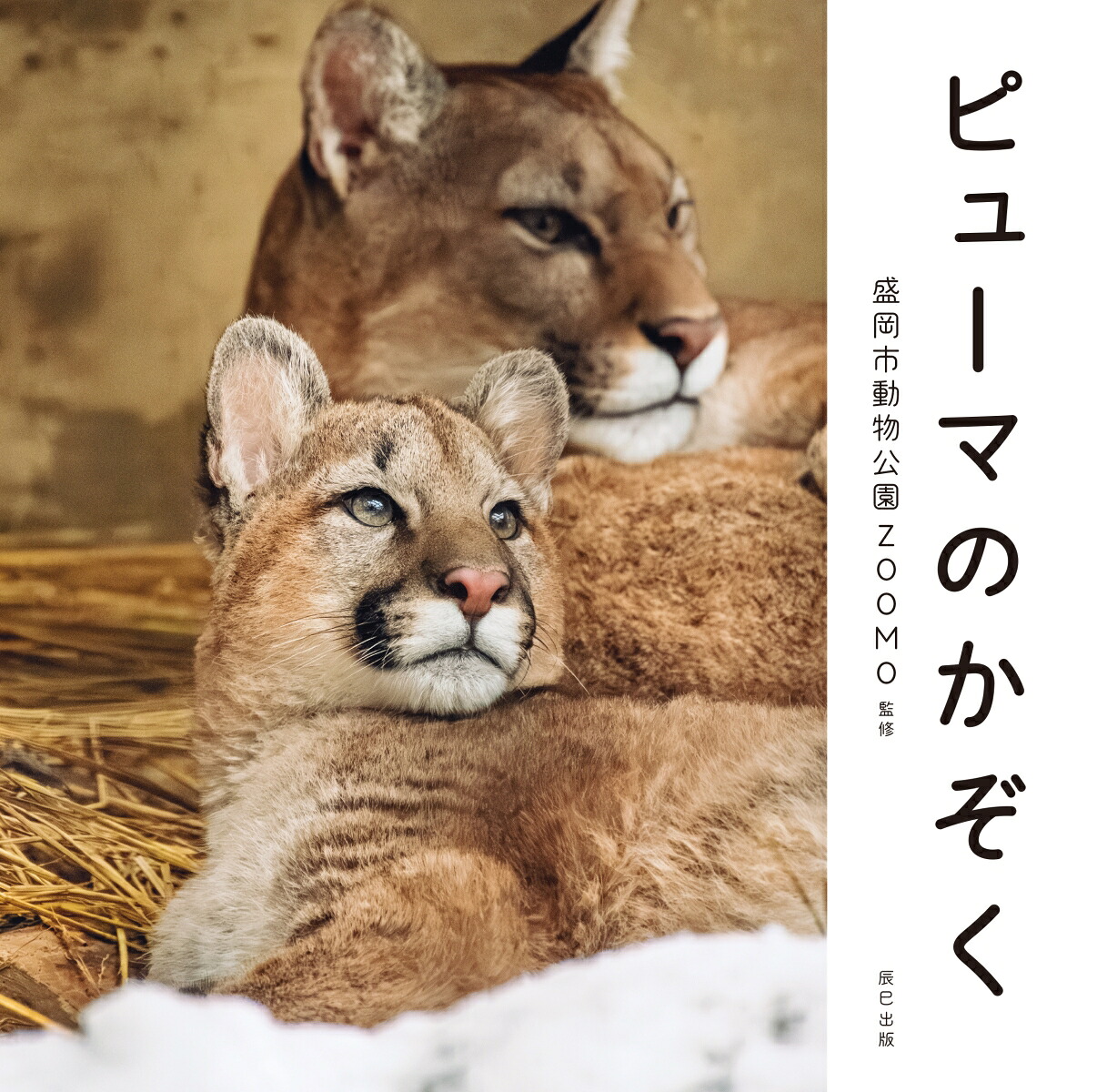 ピューマのかぞく[盛岡市動物公園ZOOMO]