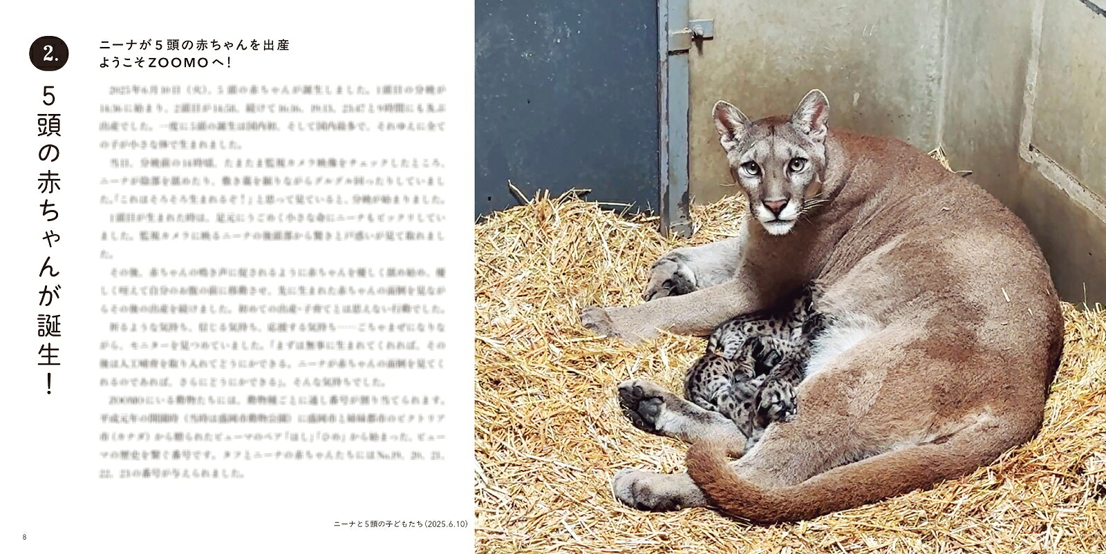 ピューマのかぞく[盛岡市動物公園ZOOMO]