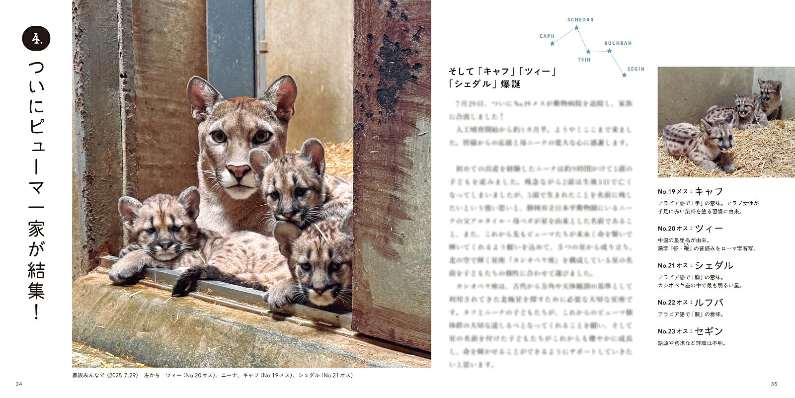 ピューマのかぞく[盛岡市動物公園ZOOMO]