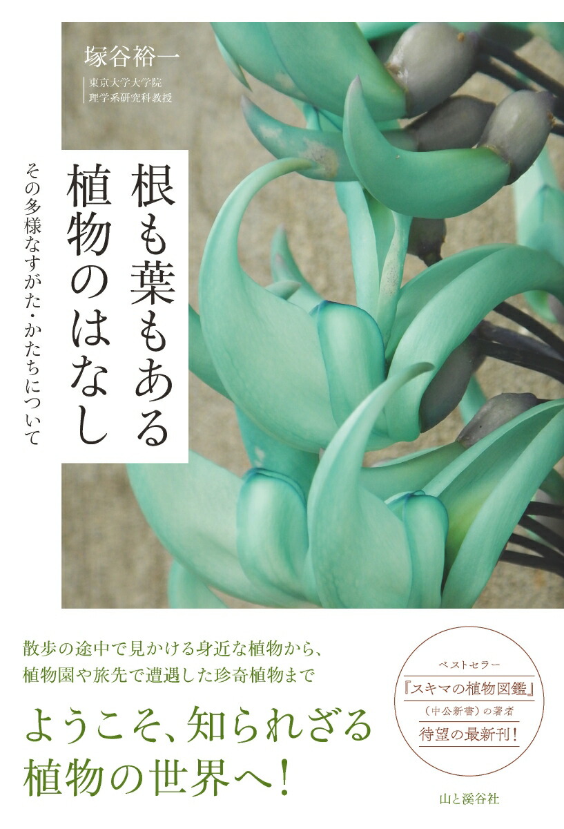 楽天市場】選べるガーデンファーン耐寒性シダ日陰の庭に緑を！1株