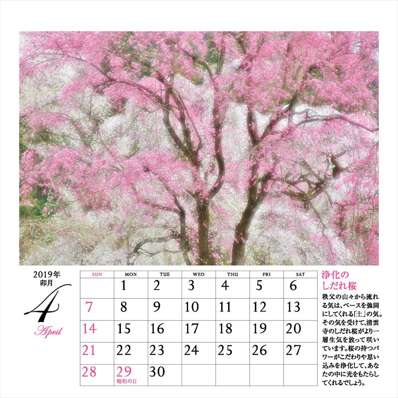 ����ͩ�ݥѥ���ݥå�����ǥ���������2019�ˡʡΥ��������ϡ�