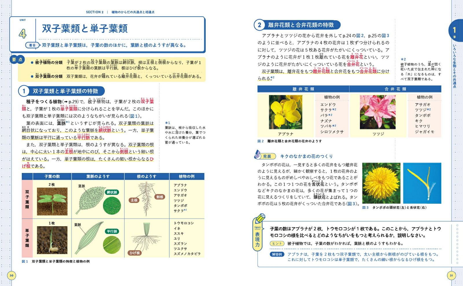 単子葉類 双子葉類 維管束 共通点