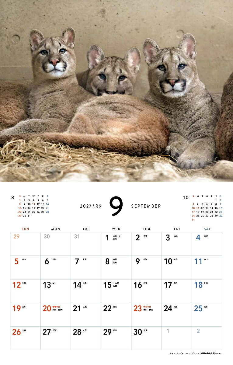 2027ほぼねこカレンダー[RIKU]