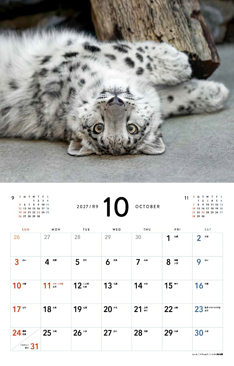 2027ほぼねこカレンダー[RIKU]