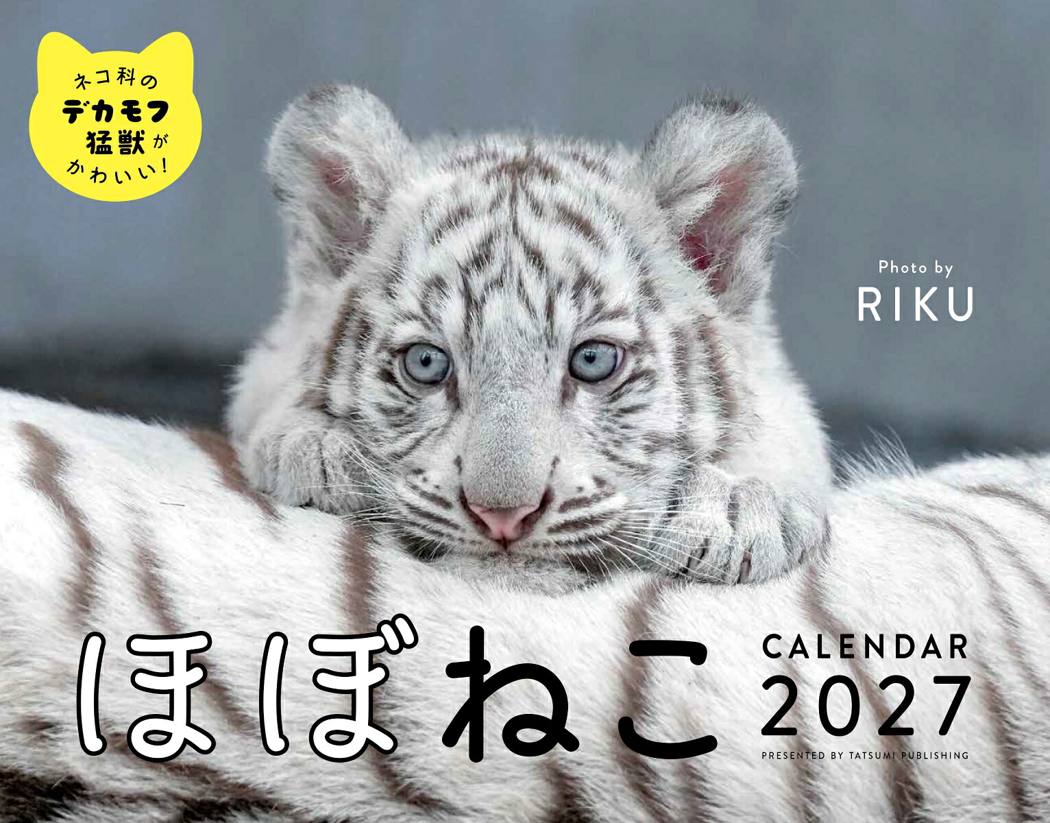2027ほぼねこカレンダー[RIKU]