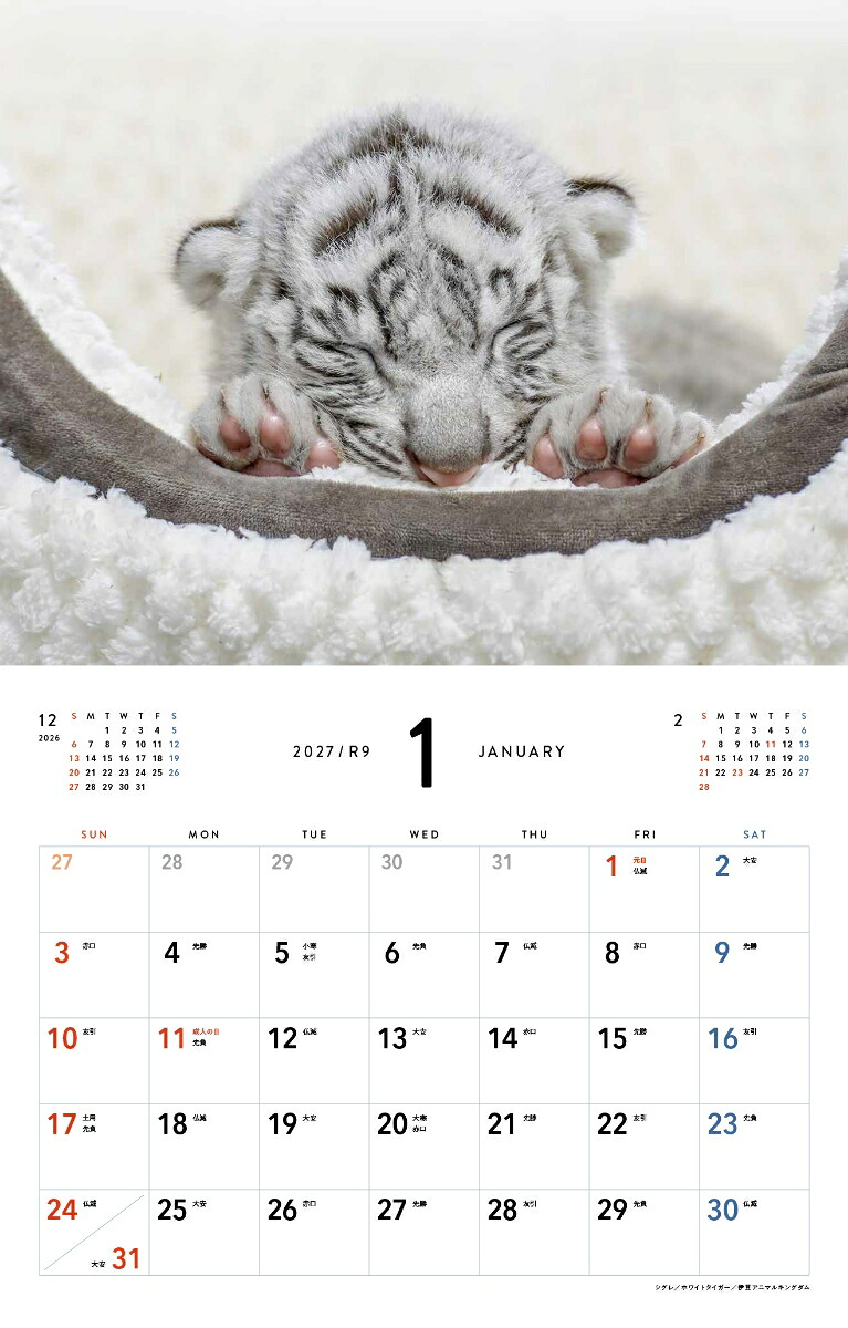 2027ほぼねこカレンダー[RIKU]