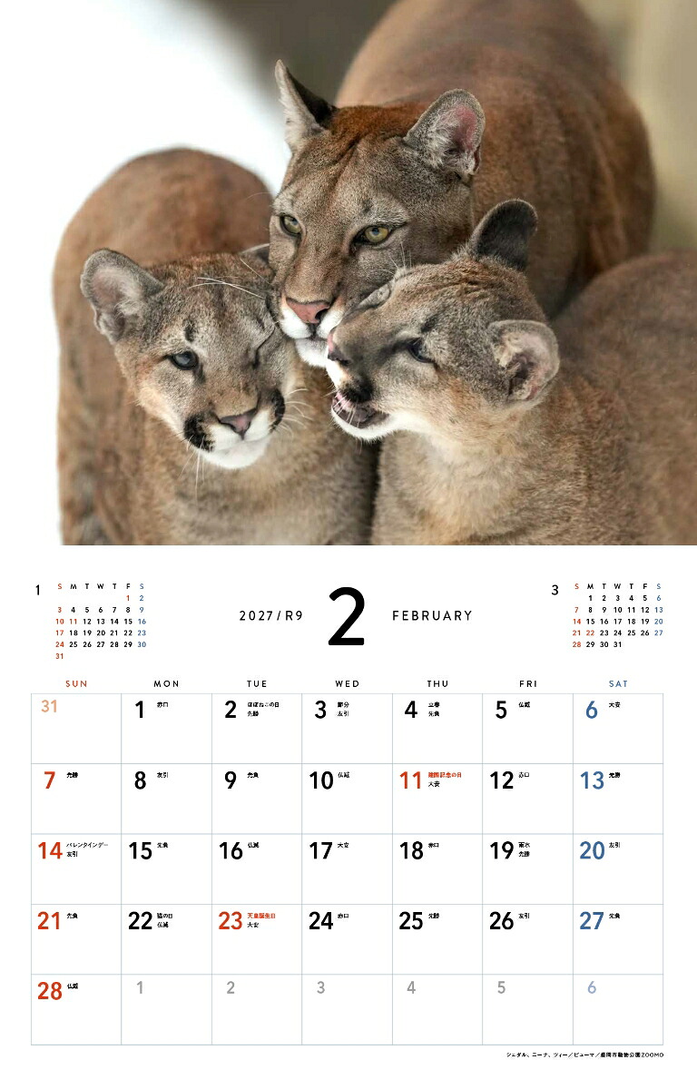 2027ほぼねこカレンダー[RIKU]