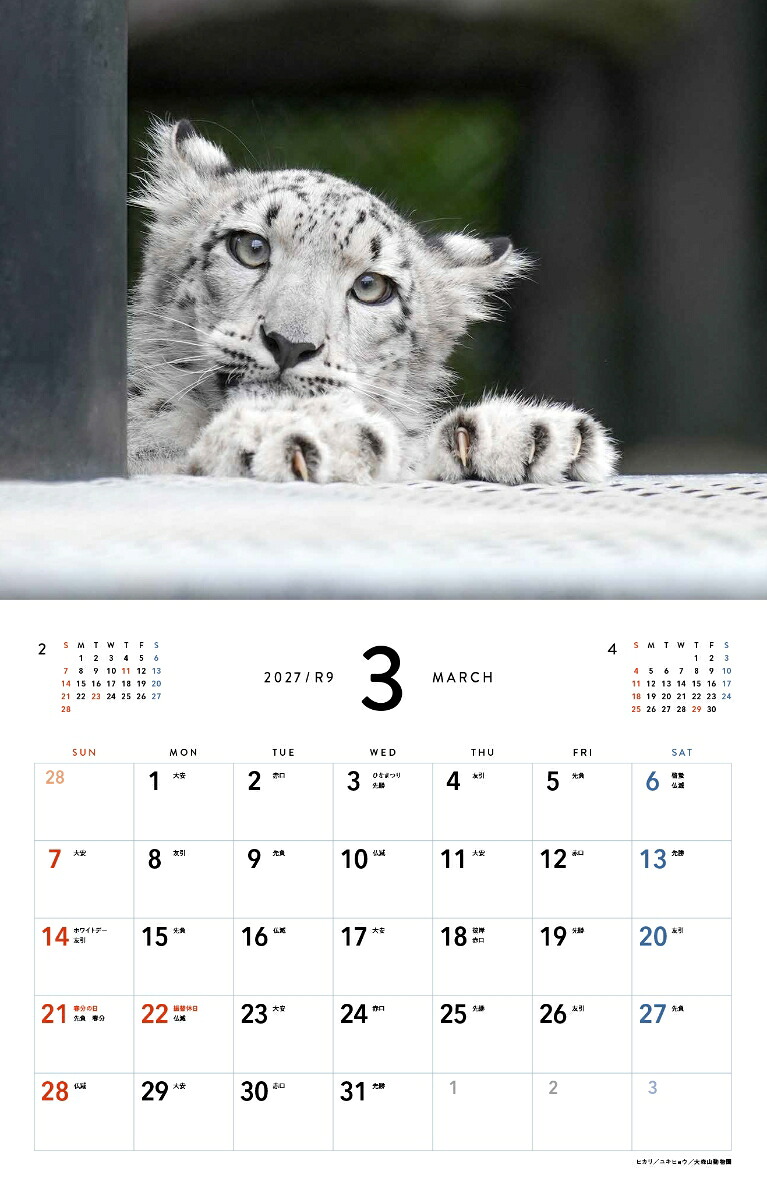 2027ほぼねこカレンダー[RIKU]