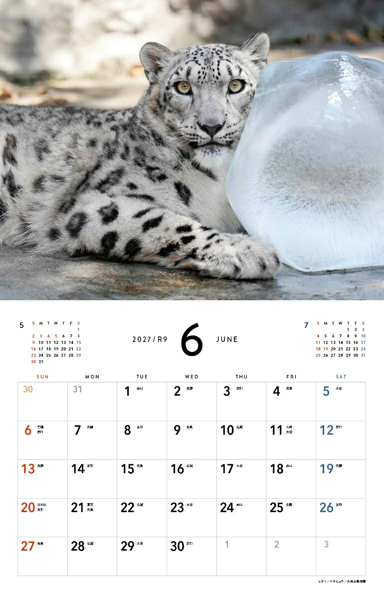 2027ほぼねこカレンダー[RIKU]