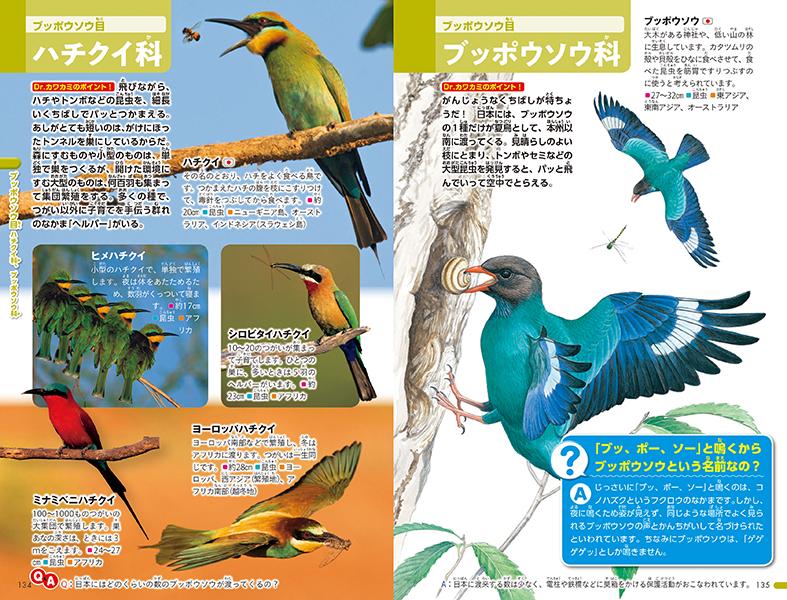 楽天ブックス 鳥 講談社 9784065213865 本