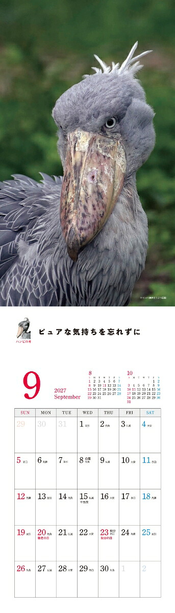 2027ハシビロコウカレンダー[南幅俊輔Presents]