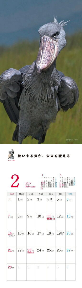 2027ハシビロコウカレンダー[南幅俊輔Presents]