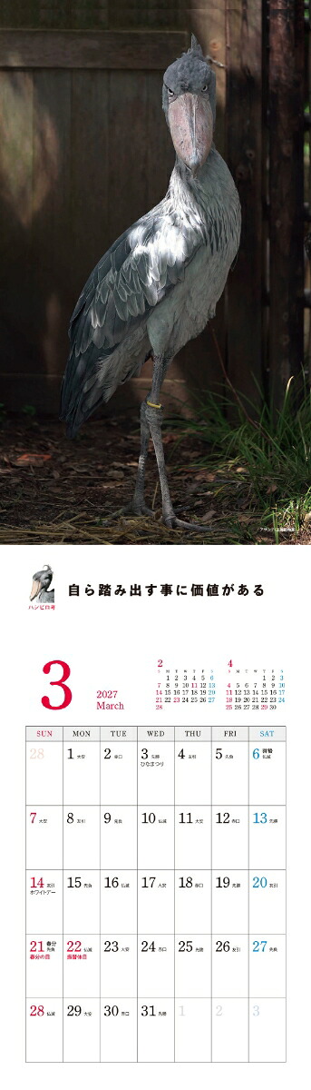 2027ハシビロコウカレンダー[南幅俊輔Presents]