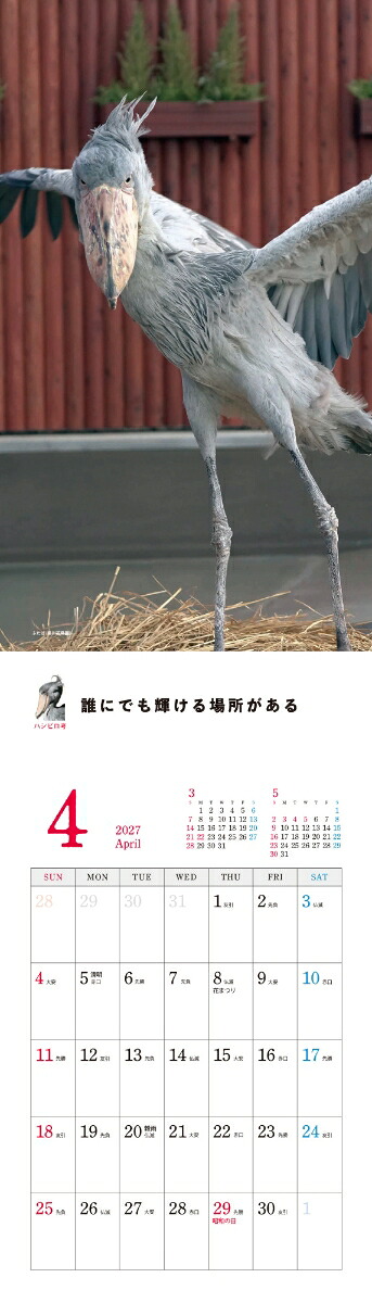 2027ハシビロコウカレンダー[南幅俊輔Presents]
