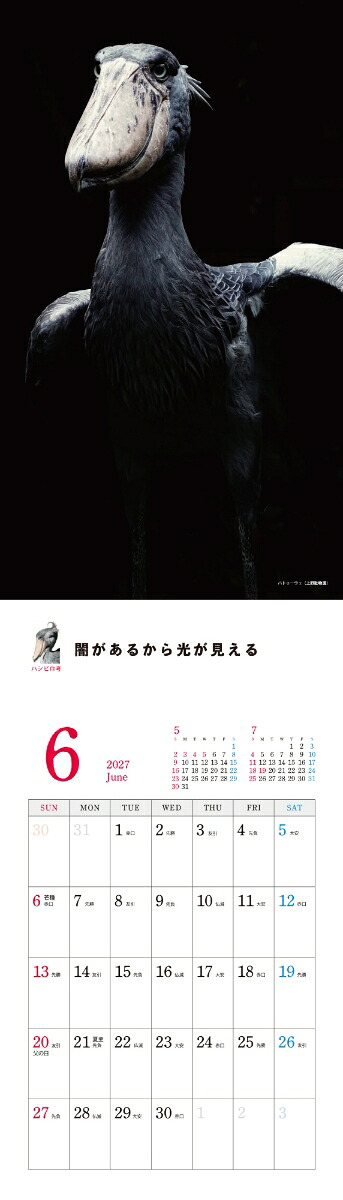 2027ハシビロコウカレンダー[南幅俊輔Presents]