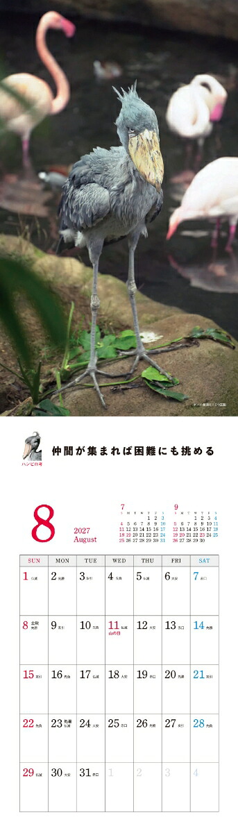 2027ハシビロコウカレンダー[南幅俊輔Presents]
