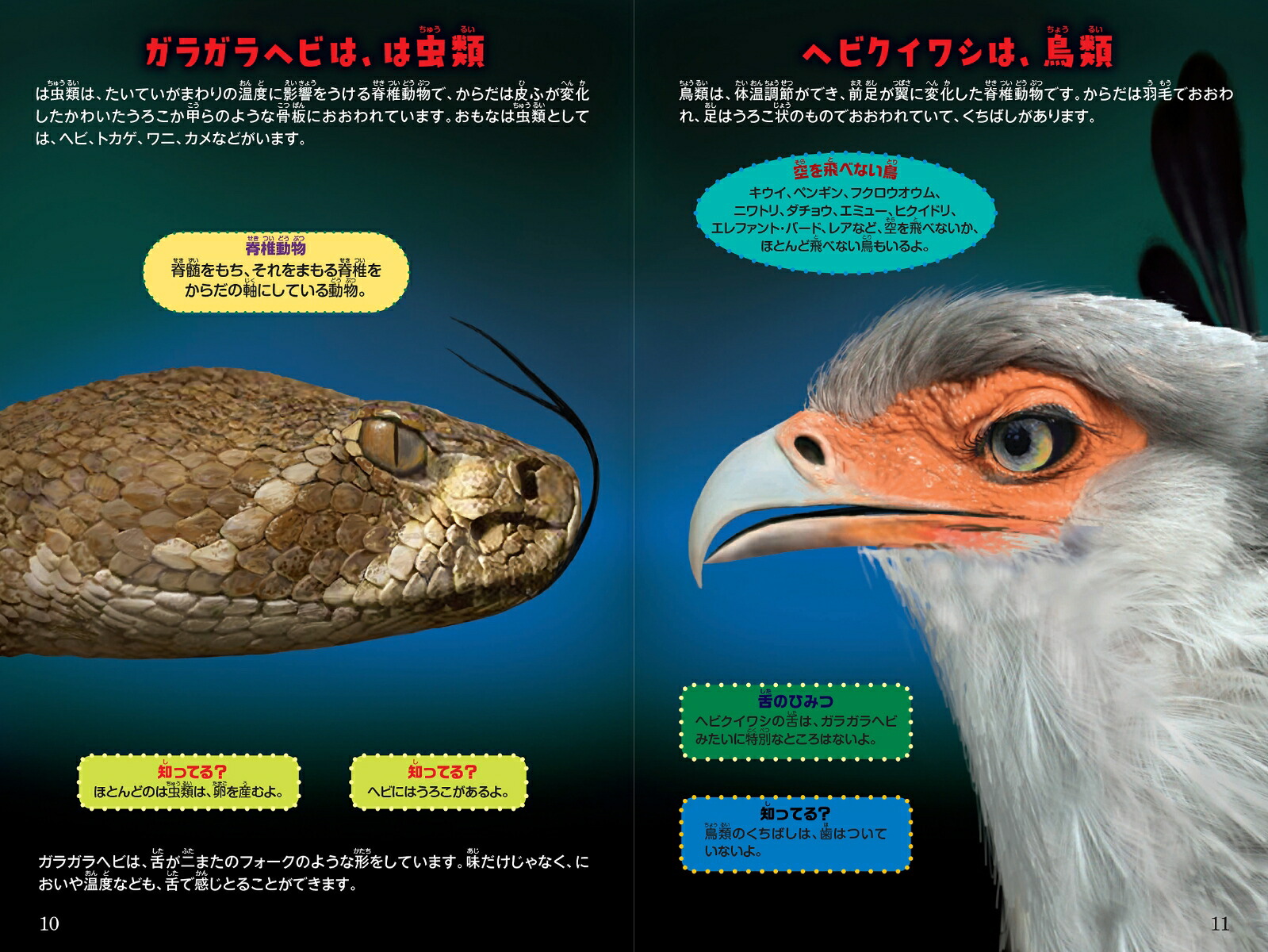 シン・動物ガチンコ対決毒牙一撃ガラガラヘビVS強蹴百発ヘビクイワシ[ジェリー・パロッタ]