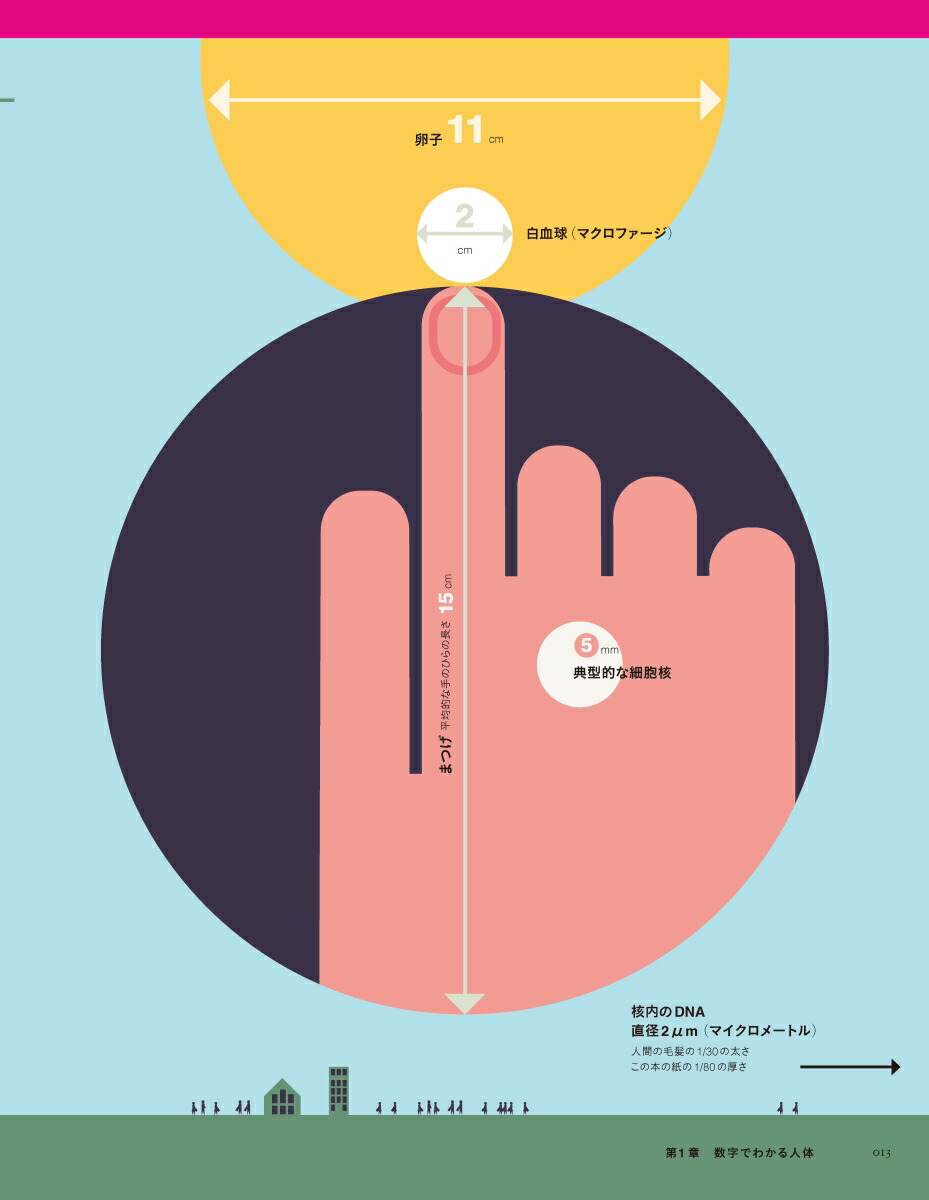 楽天ブックス Body 世にも美しい人体図鑑 本