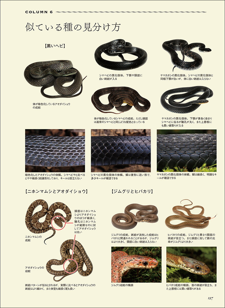 楽天ブックス: 日本ヘビ類大全 - 日本で見られる種を完全網羅 分類から生態、文化まで、美しい写真で紹介 - 田原 義太慶 ...