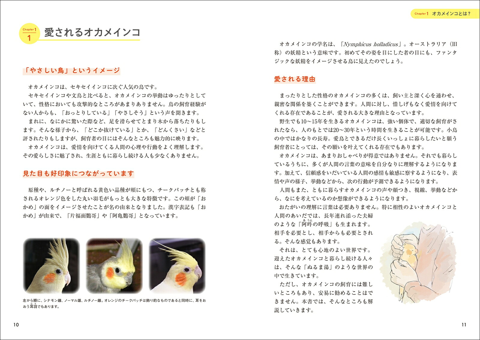 オカメインコと暮らすオカメインコにとってベストな毎日のために。生活の中で出てくる「どうすれば？」に答えます！[細川博昭]