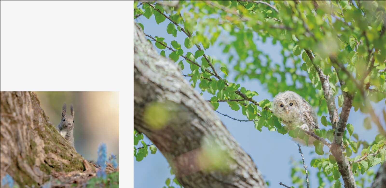 RomanticForestおとぎの森の動物たち[井上浩輝]