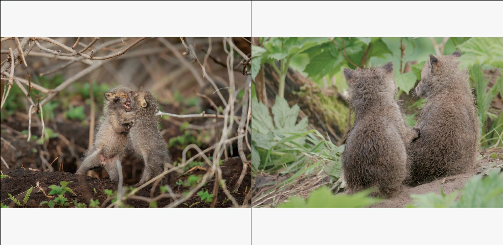RomanticForestおとぎの森の動物たち[井上浩輝]