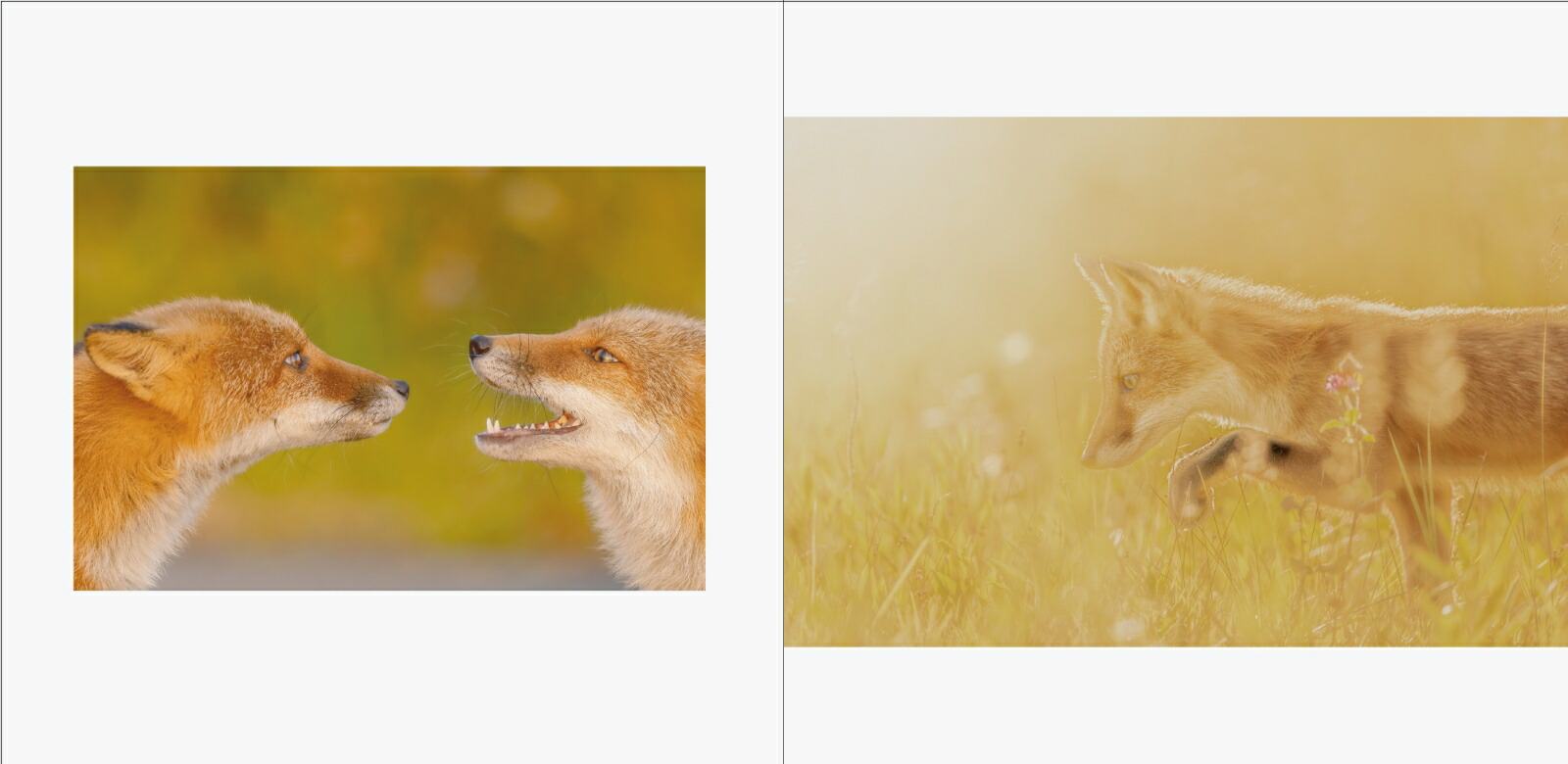 RomanticForestおとぎの森の動物たち[井上浩輝]