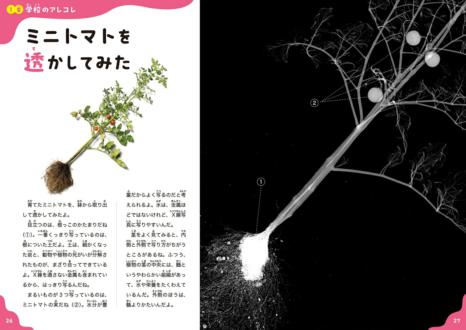 透かして学ぼうX線でなんでもスケスケ！2モノ編[鈴木出版スケスケ研究会]