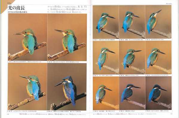 平野伸明野鳥記（写真記シリーズ）[平野伸明]