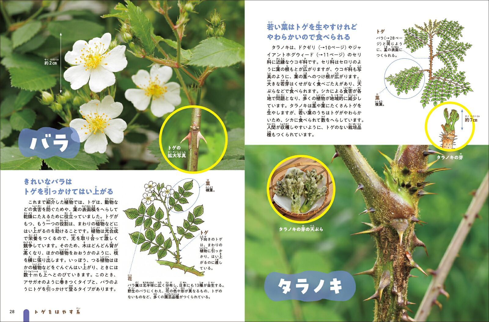 技あり！モーレツ植物ずかん2ドクをつくる系・トゲをはやす系（第2巻）[長谷部光泰]