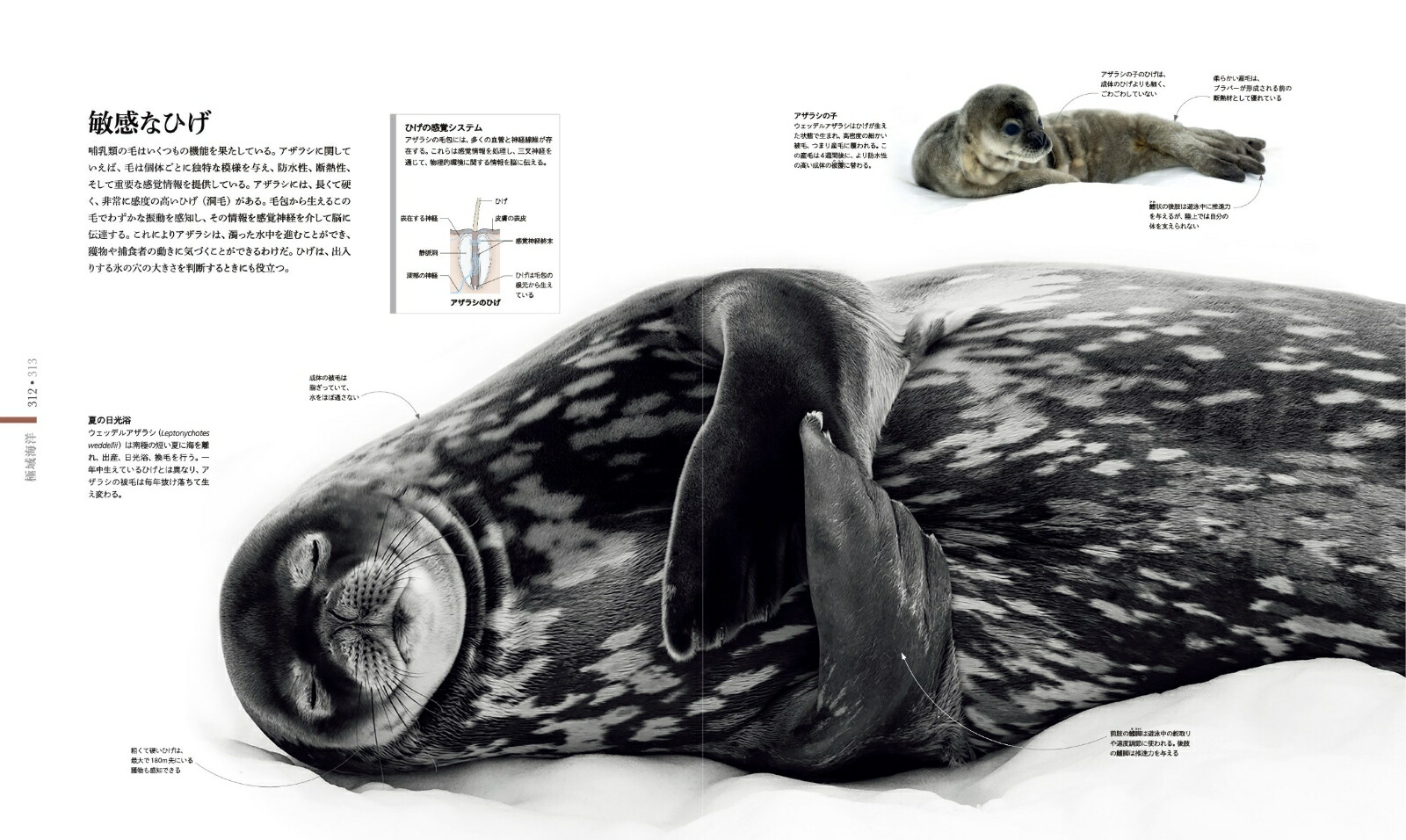 楽天ブックス Ocean Life 図鑑 海の生物 スミソニアン協会 本