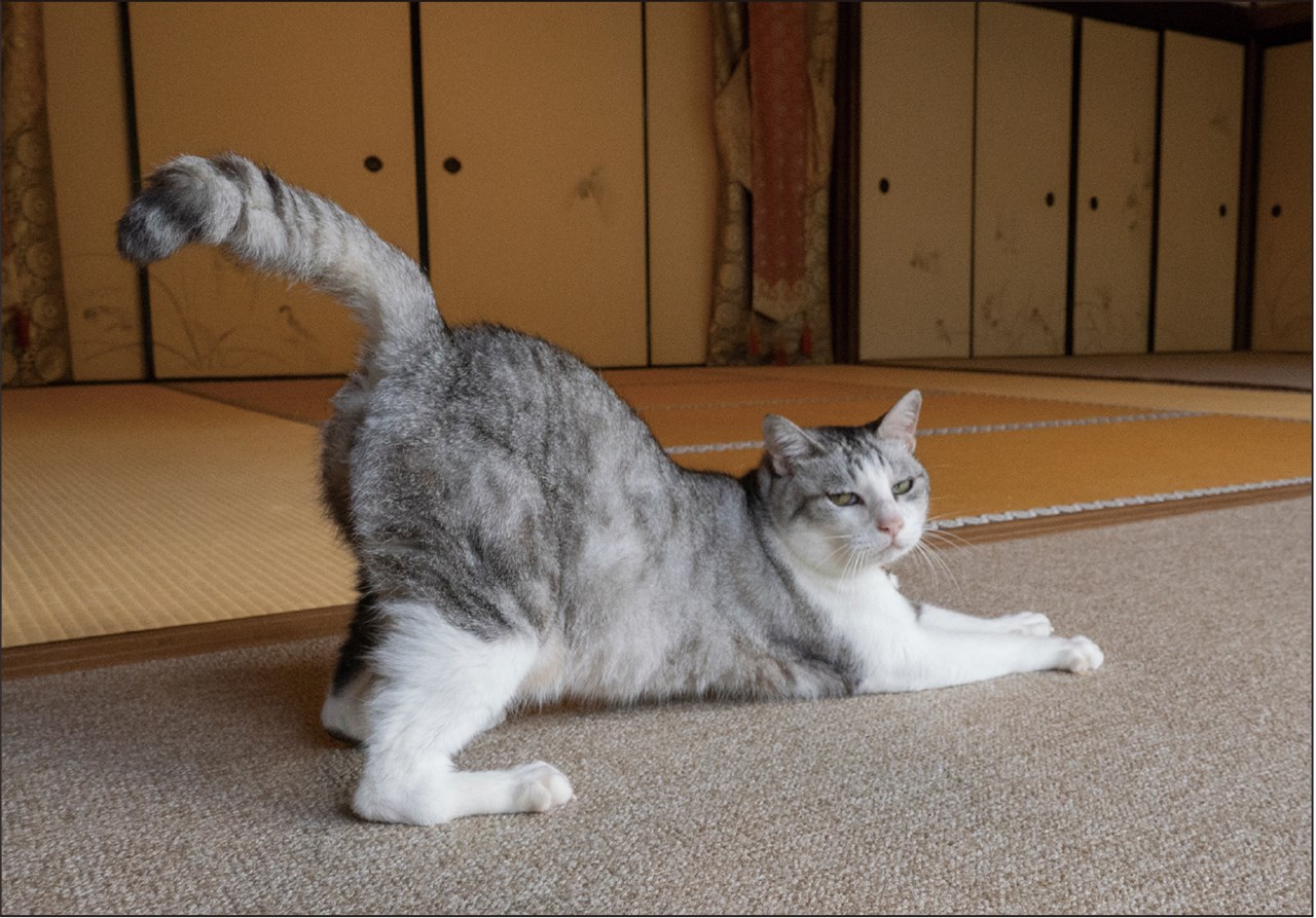 26CL/032��ʡ!��ǭ�ͥ�������