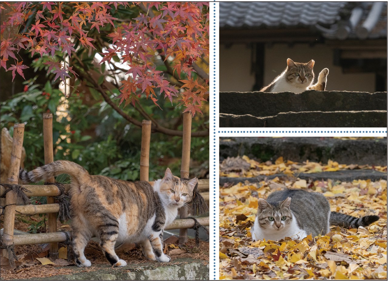 26CL/032��ʡ!��ǭ�ͥ�������