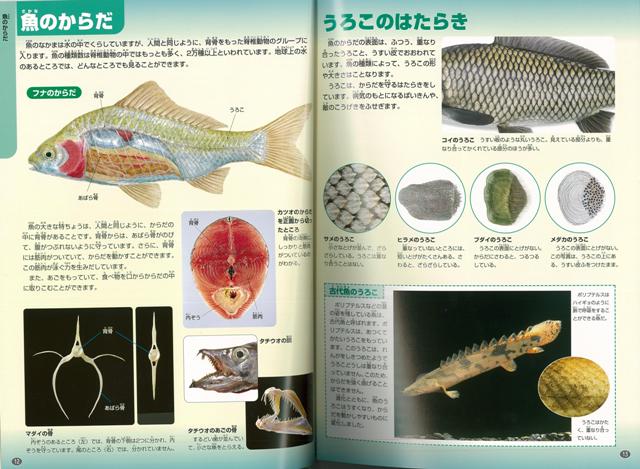 楽天ブックス バーゲン本 魚ージュニア学研の図鑑 沖山 宗雄 本