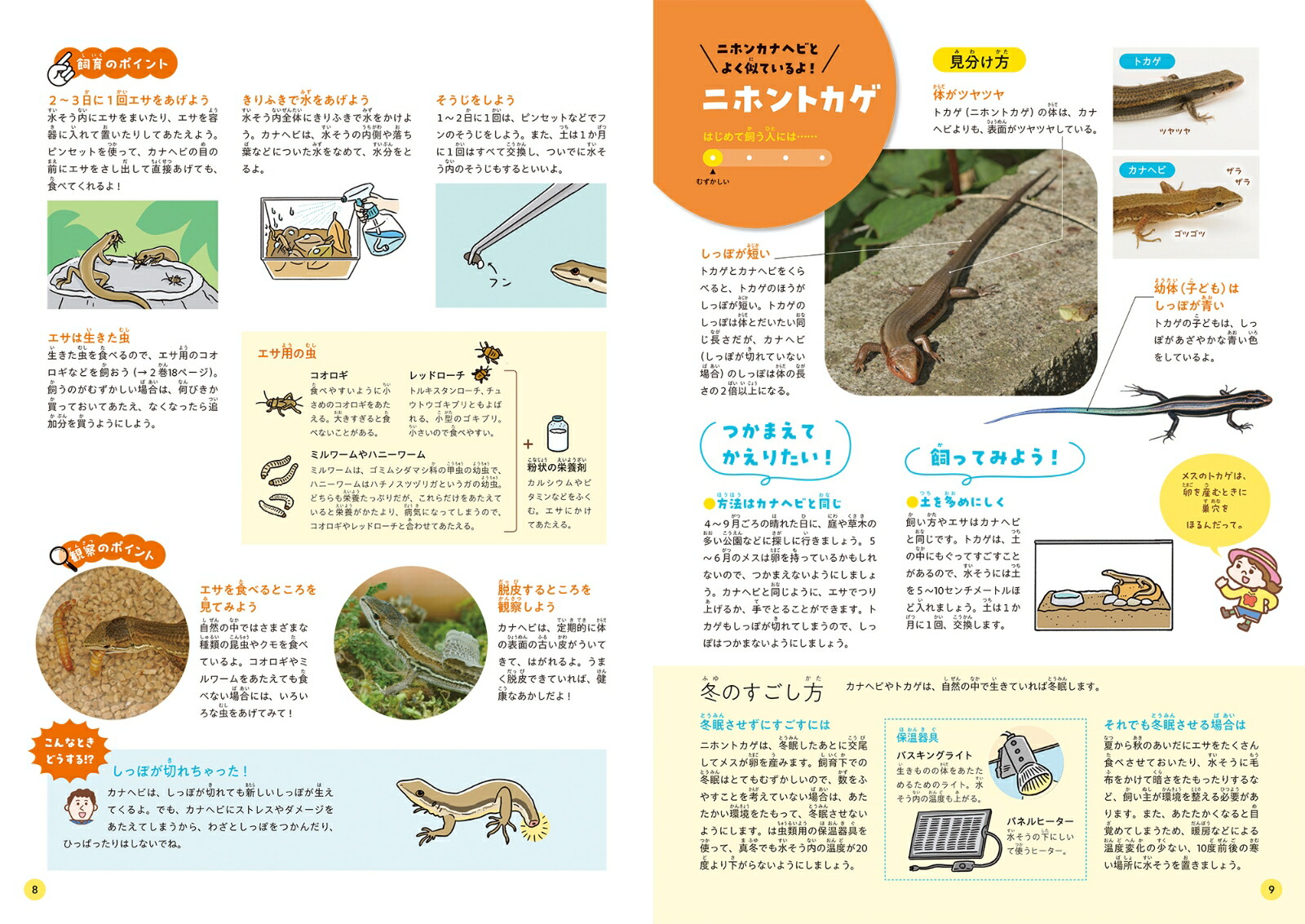 身近な生きものの飼い方1家のまわりや公園の生きもの[足立区生物園]