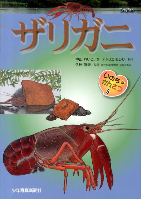 楽天ブックス ザリガニ 中山れいこ 本