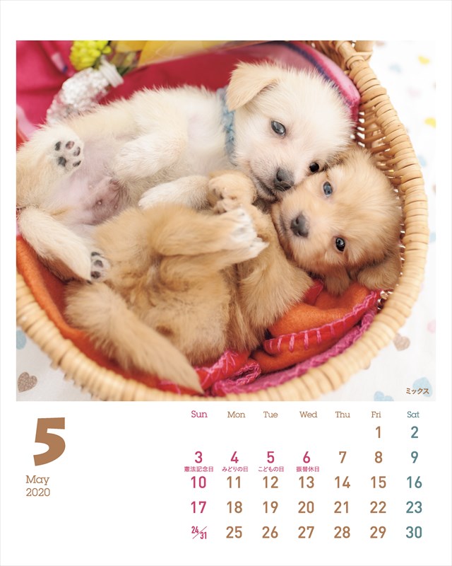 楽天ブックス かわいい 子犬カレンダー 本