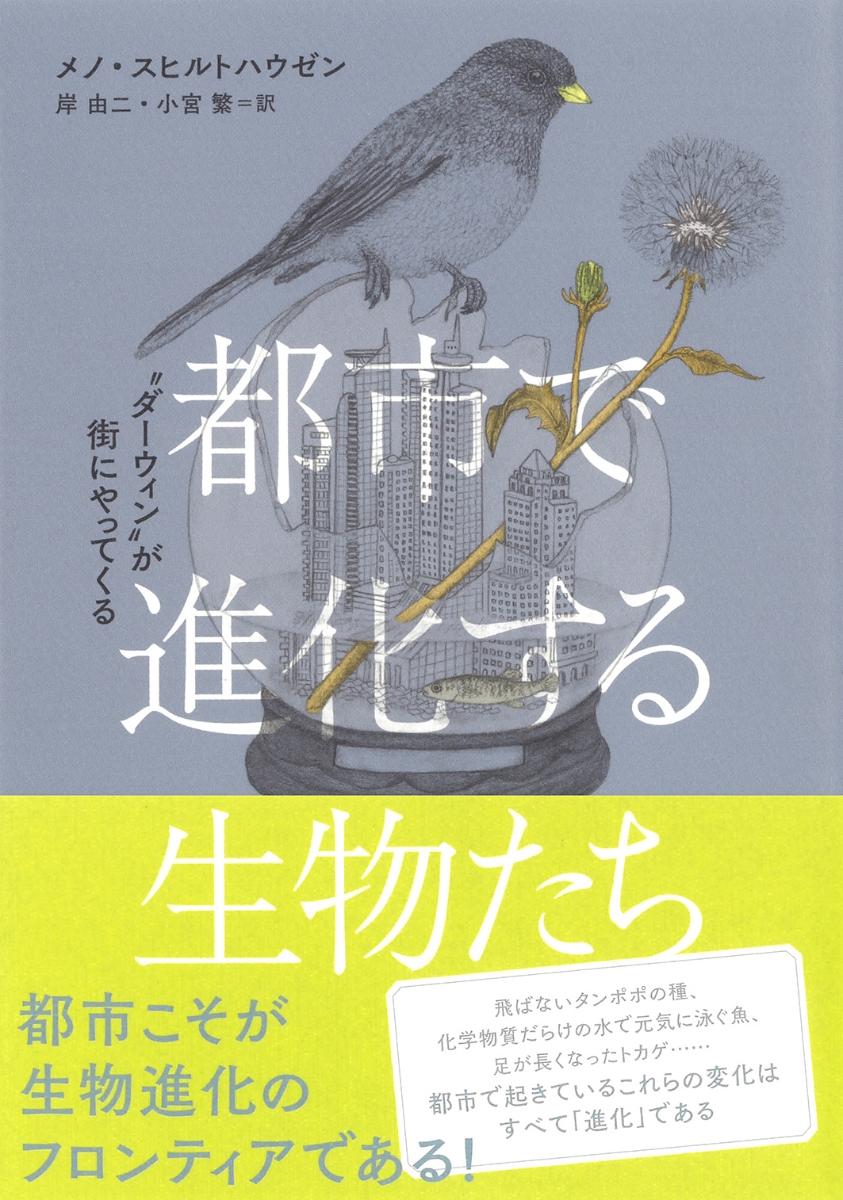 楽天ブックス 都市で進化する生物たち ダーウィン が街にやってくる メノ スヒルトハウゼン 9784794224590 本