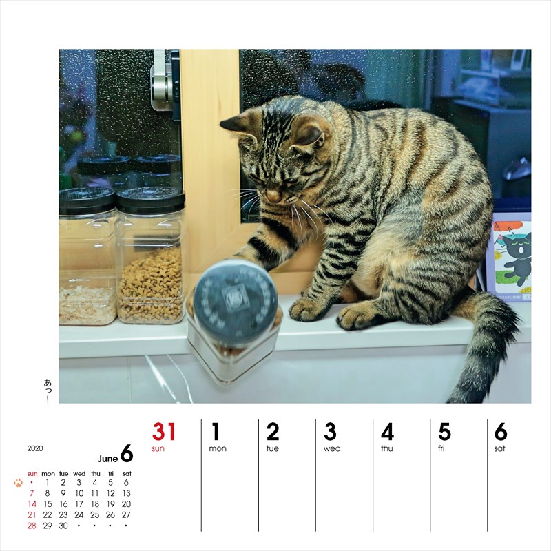 楽天ブックス 週めくりカレンダーなごみ猫 本