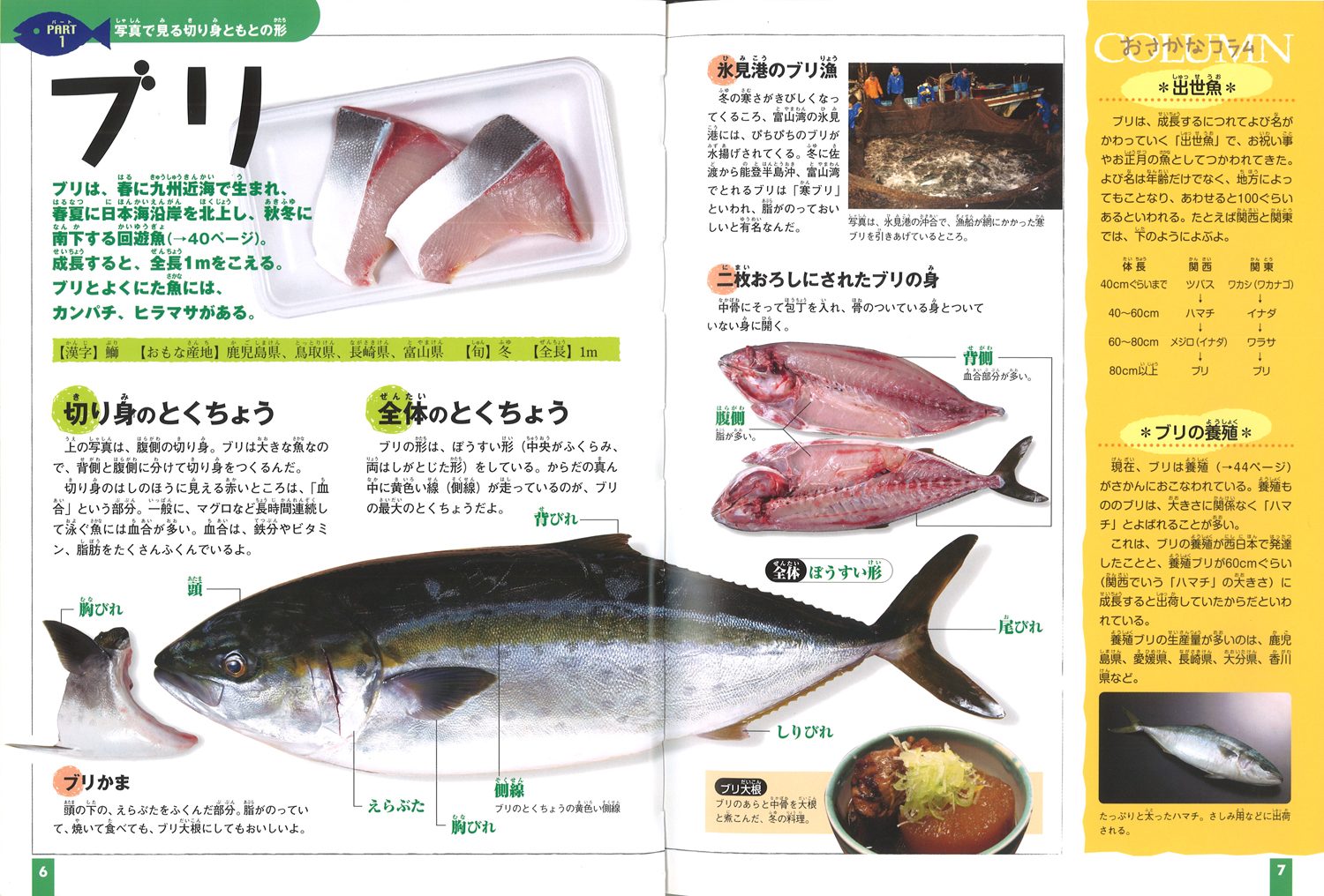 楽天ブックス 切り身の図鑑 1 魚 めざせ 切り身マイスター こどもくらぶ 本