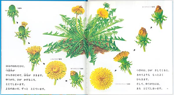 ݤݡʤΤȤ⳨ܡ[ʿ»]