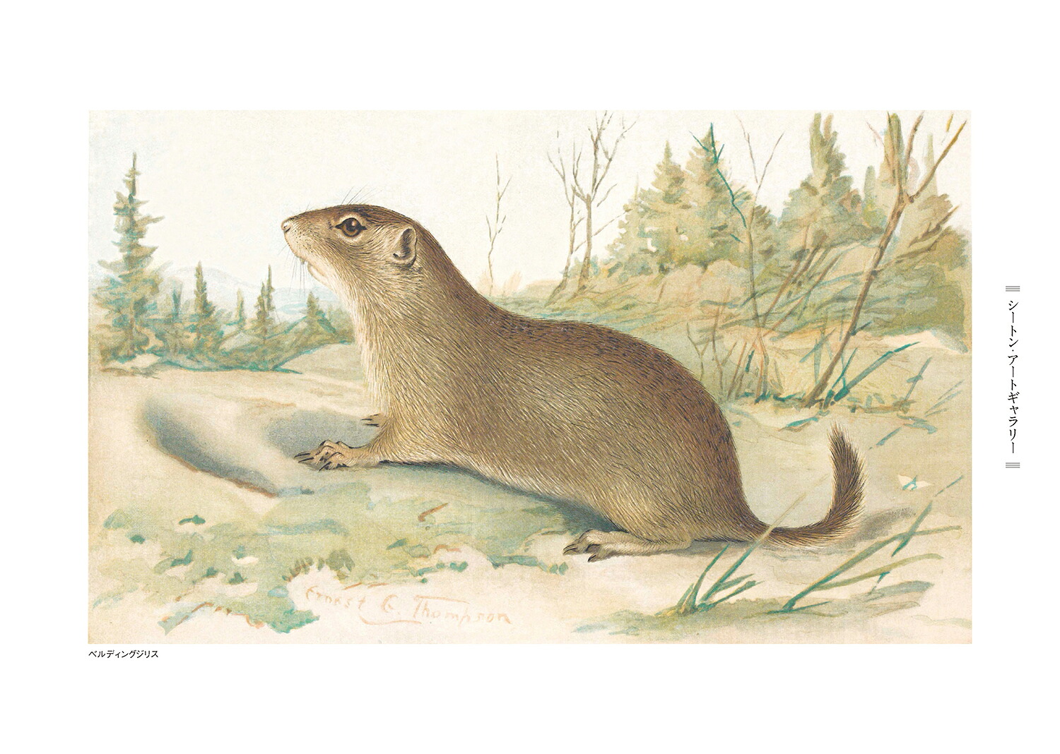 大草原のウマペイサー（図書館版）（図書館版）（シートン動物記［図書館版］）[アーネスト・T・シートン]