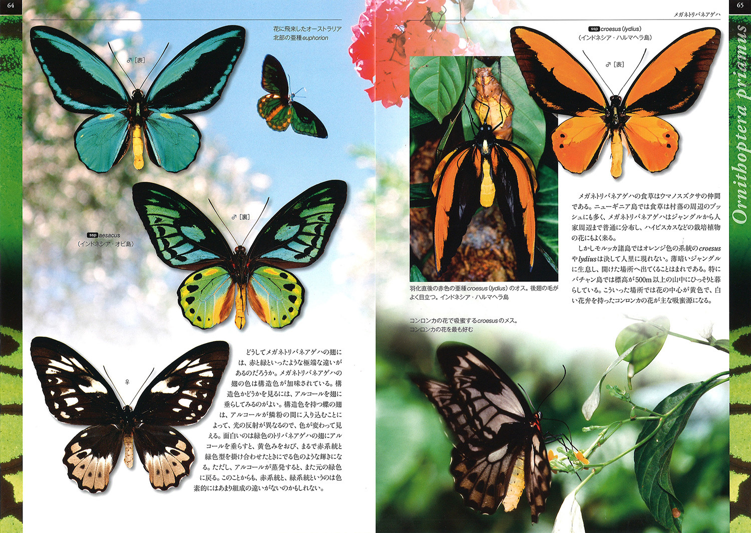楽天ブックス 増補新版 世界で最も美しい蝶は何か 海野 和男 本