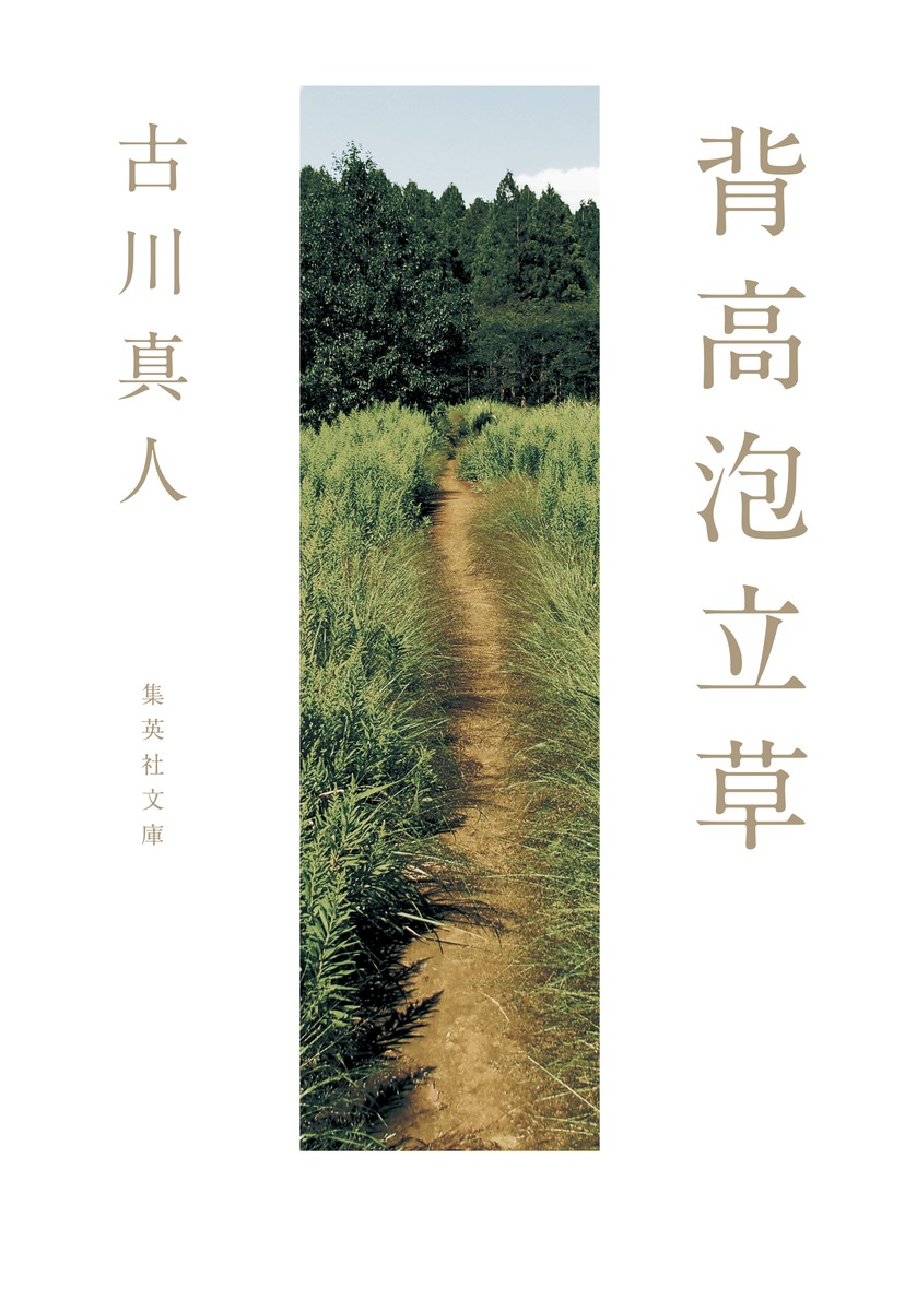背高泡立草画像