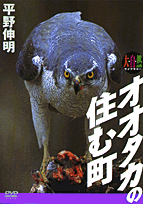 ＤＶＤ＞オオタカの住む町 ［大自然ライブラリー］/小学館/平野伸明（単行本） 楽天ブックス: オオタカのすむ町〔DVD〕 - 平野 伸明 - 9784099085025 : 本