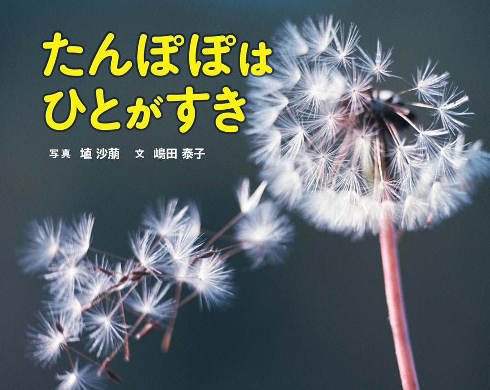 たんぽぽはひとがすき画像