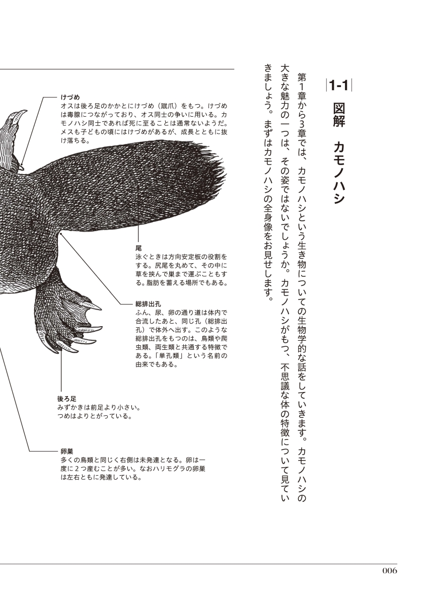楽天ブックス カモノハシの博物誌 ふしぎな哺乳類の進化と発見の物語 浅原正和 著 本