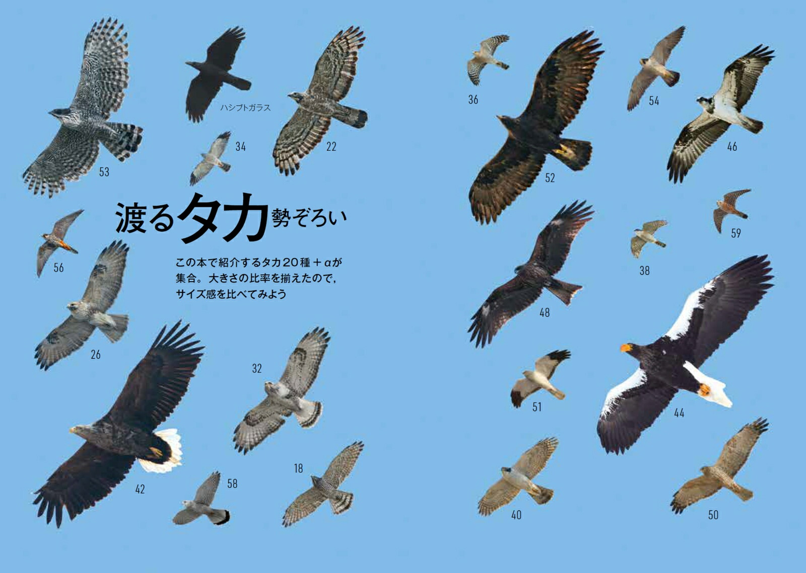 タカの渡り観察マニュアル 画像4