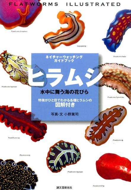 楽天ブックス ヒラムシ 水中に舞う海の花びら 特徴がひと目でわかる各種ヒラムシの図解付き 小野 篤司 本